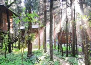 在线成人小树林视频,视频内容深度解析