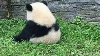 熊猫视频成人有毒吗,成人内容是否真的有毒？